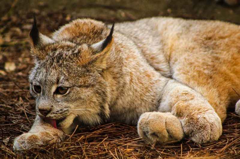 Louisville Zoo