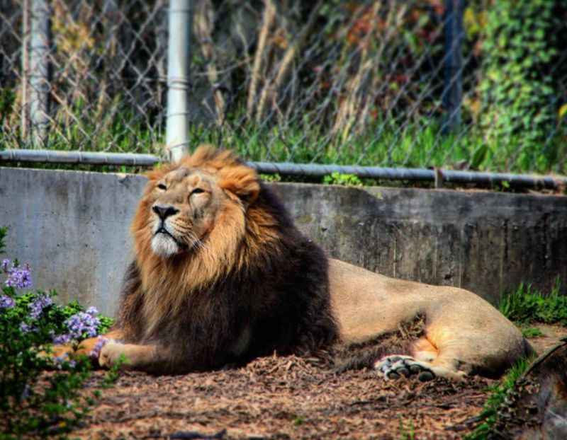 Lyon Zoo