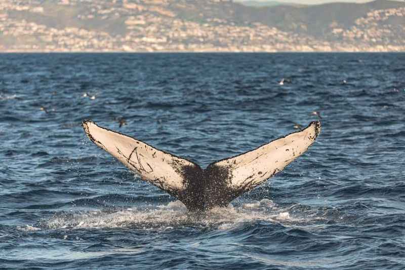 California Gray Whales