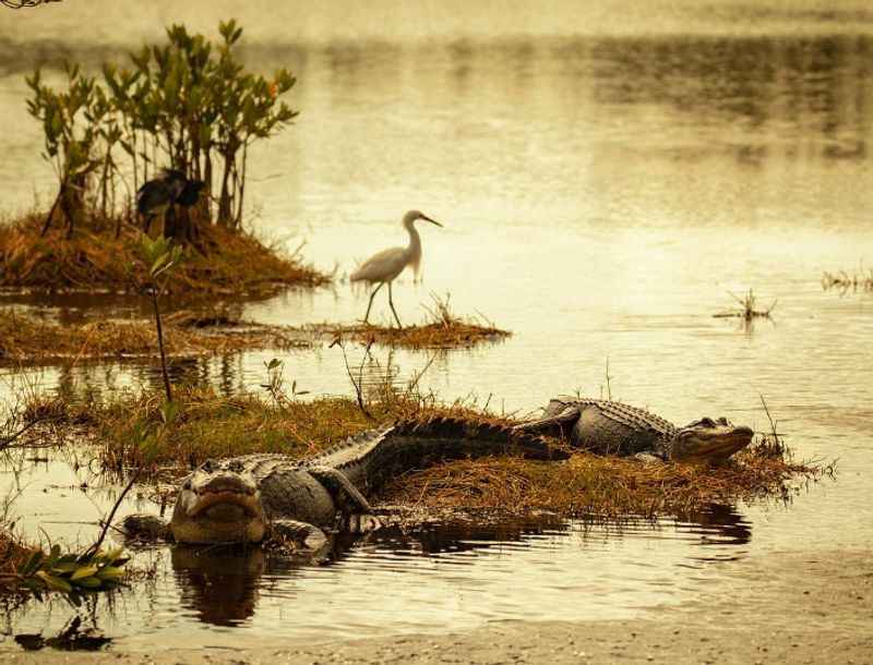 Ten Thousand Islands National Wildlife Refuge