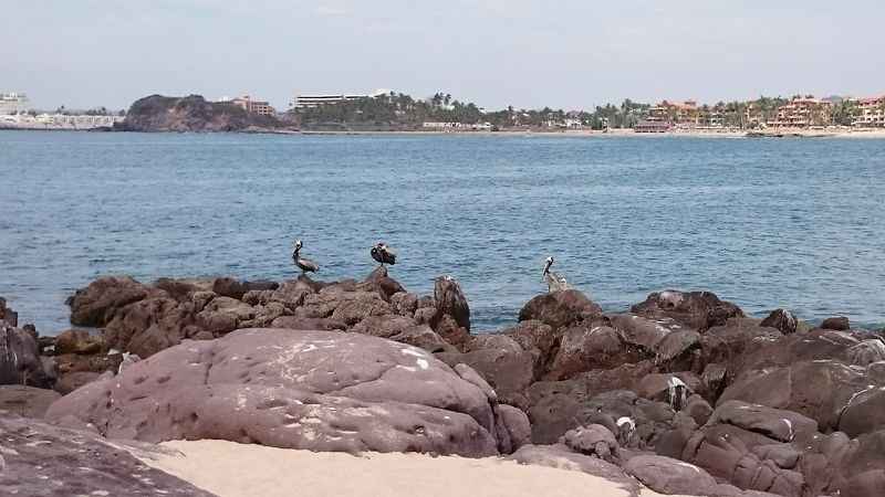 Bird Island