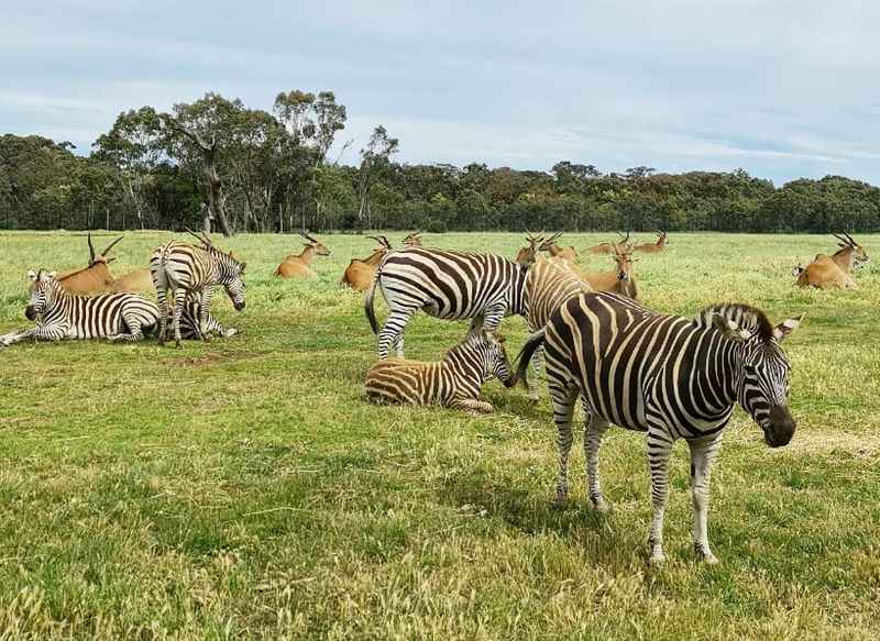 Werribee Open Range Zoo