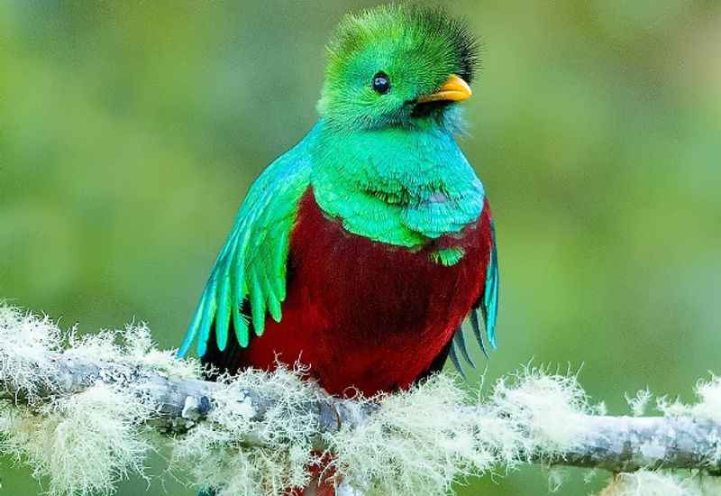 Elusive Resplendent Quetzal
