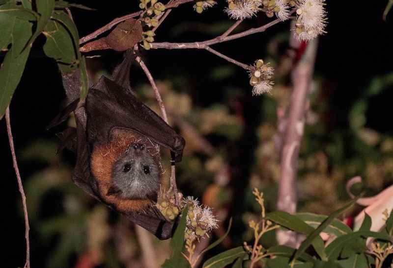 Bat Jungle Tour in Monteverde