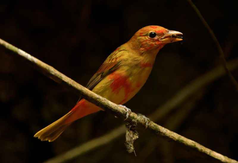 Curi-Cancha Reserve