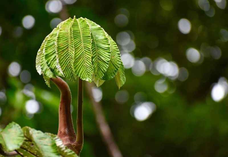 Monteverde Cloud Forest