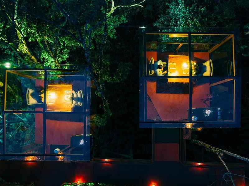 Treetop dining experience