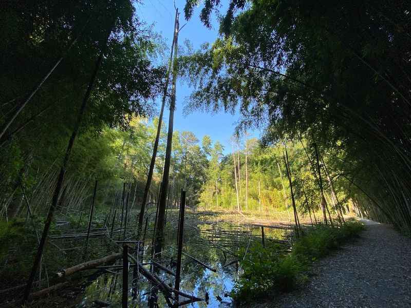 Wilderness Park & Bamboo Forest