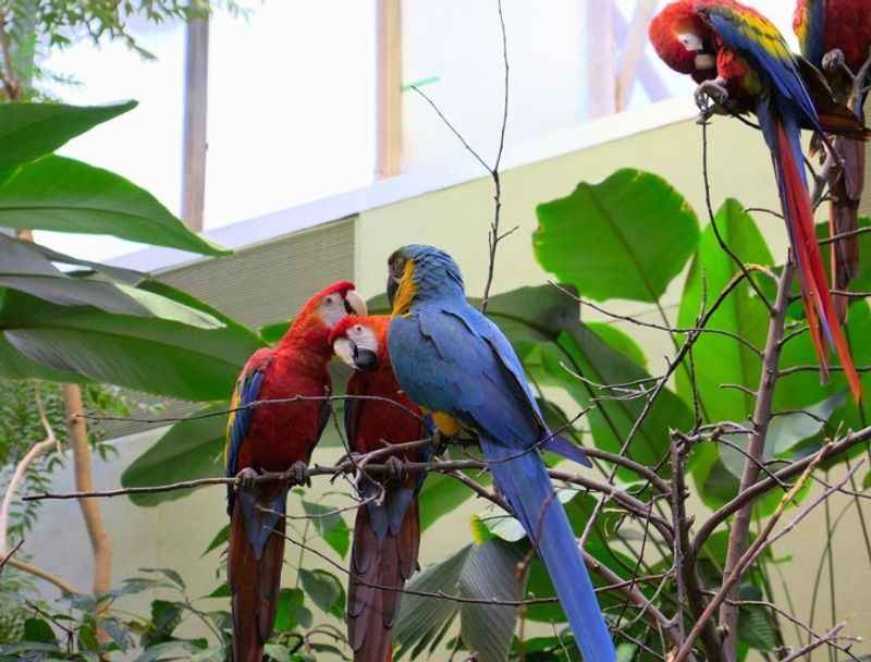 Montreal Biodome