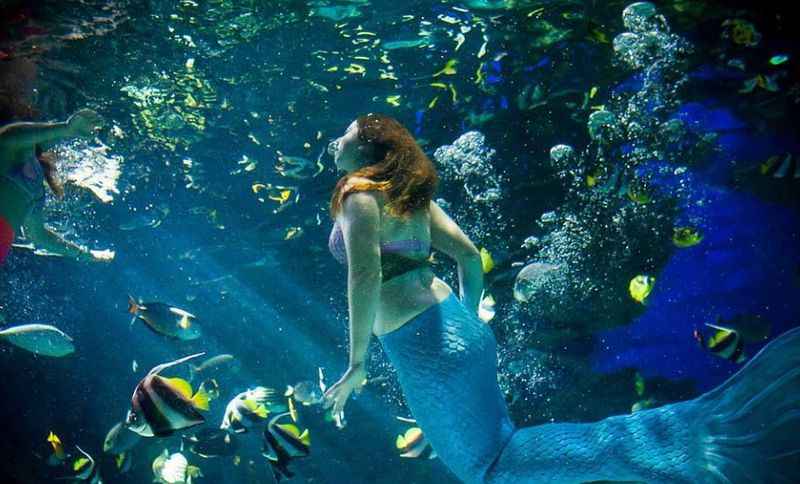 Mermaid Show at Ripley's Aquarium