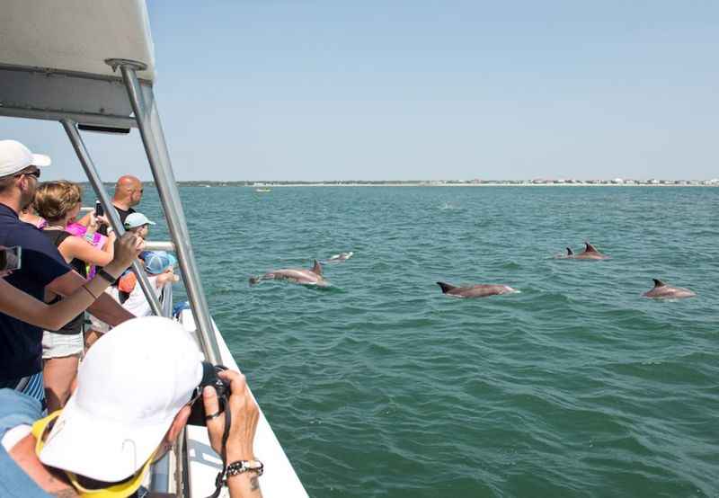 Dolphin Sightseeing Tour