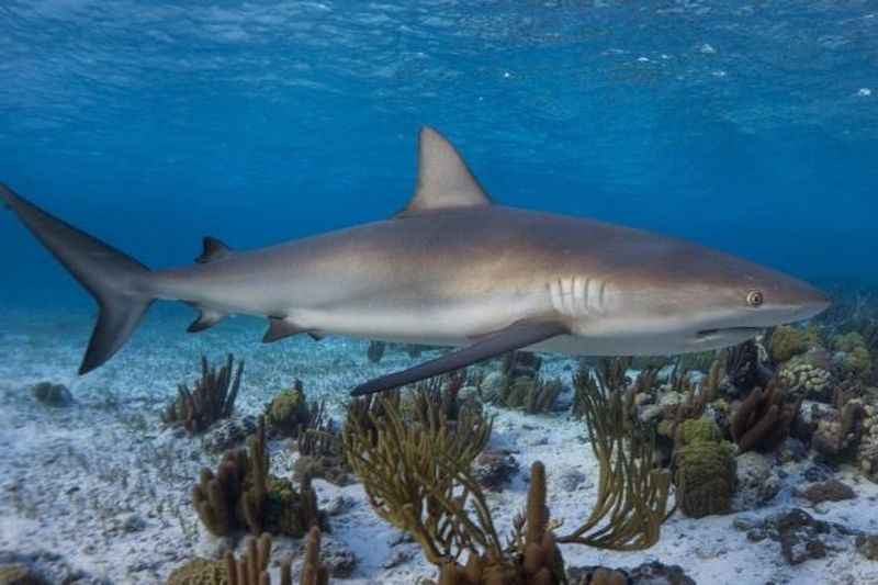 Caribbean Reef Sharks