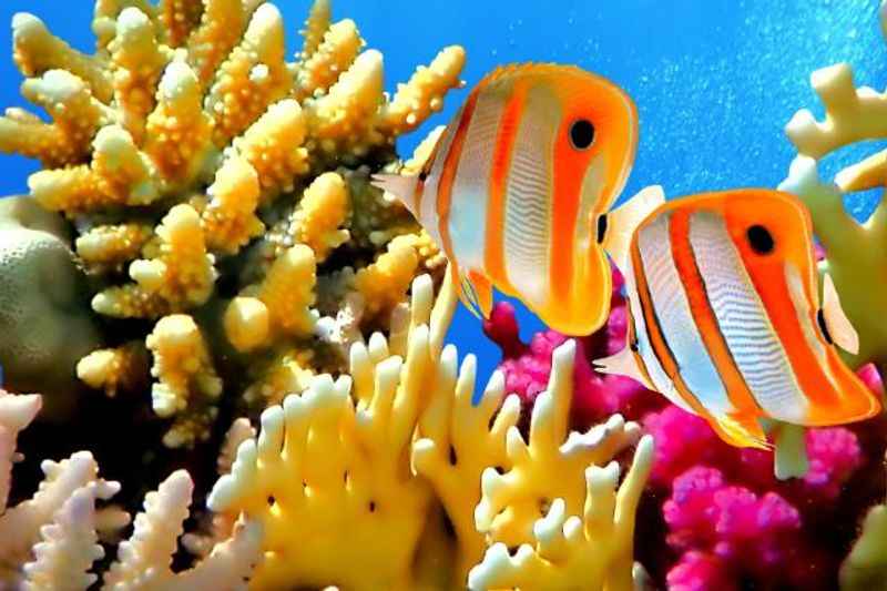 Colorful Coral Reefs Surrounding Nassau