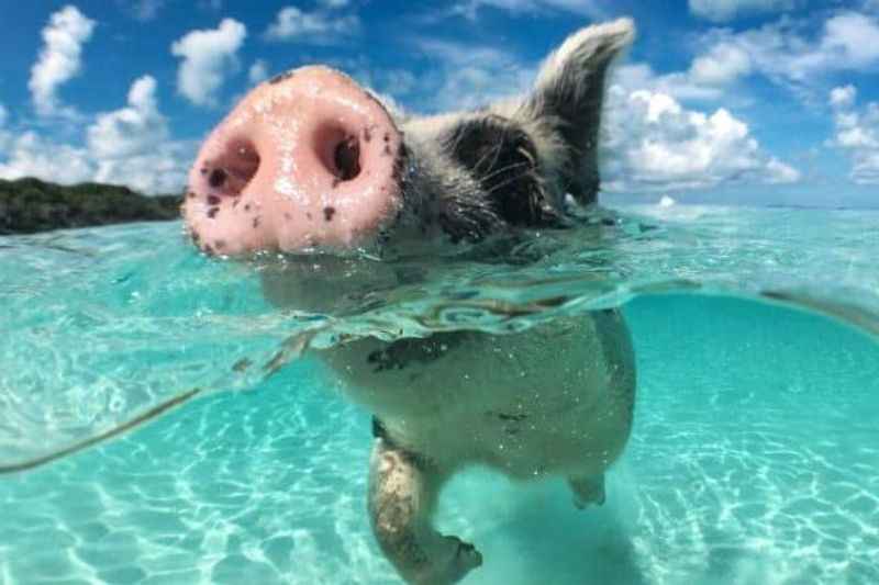 Swimming Pigs on a Unique Excursion From Nassau