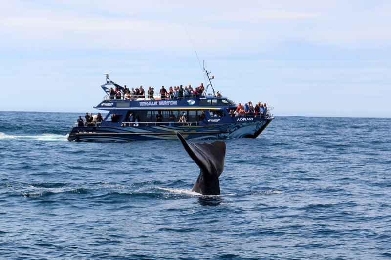 Whale Watch Kaikoura