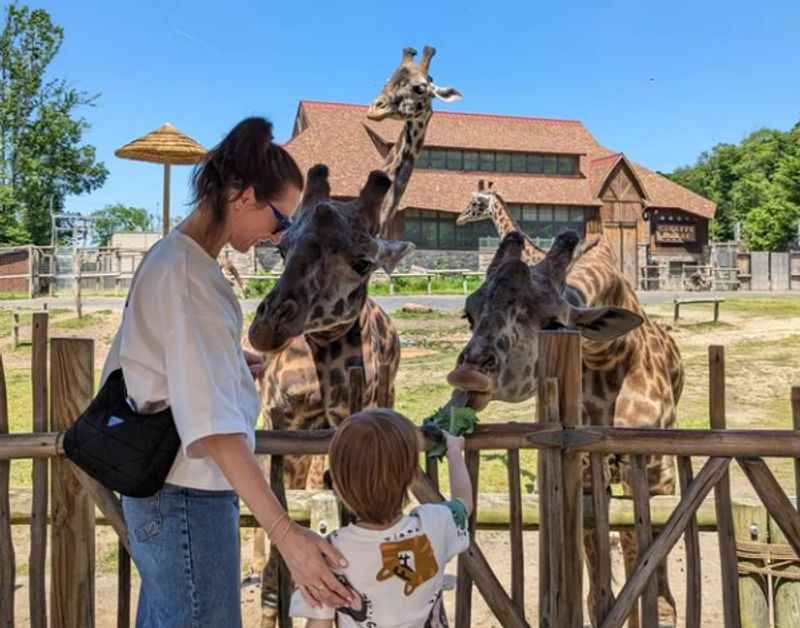 A mother and a kids feeding girrafes at zoo