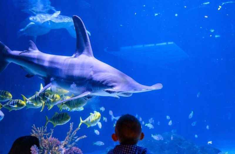 a couple of people looking at a shark in an aquarium