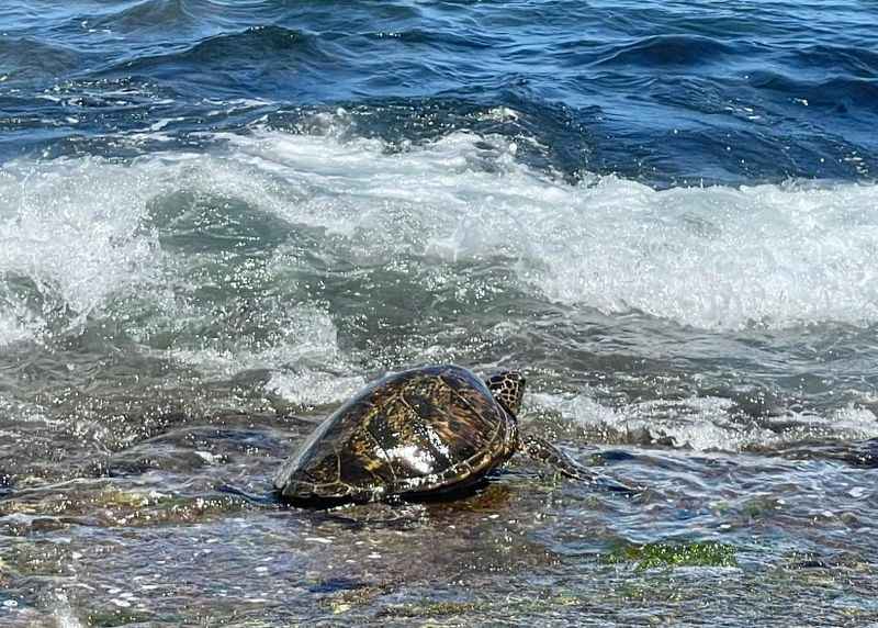 Sea Turtles at Haleiwa Beach Park