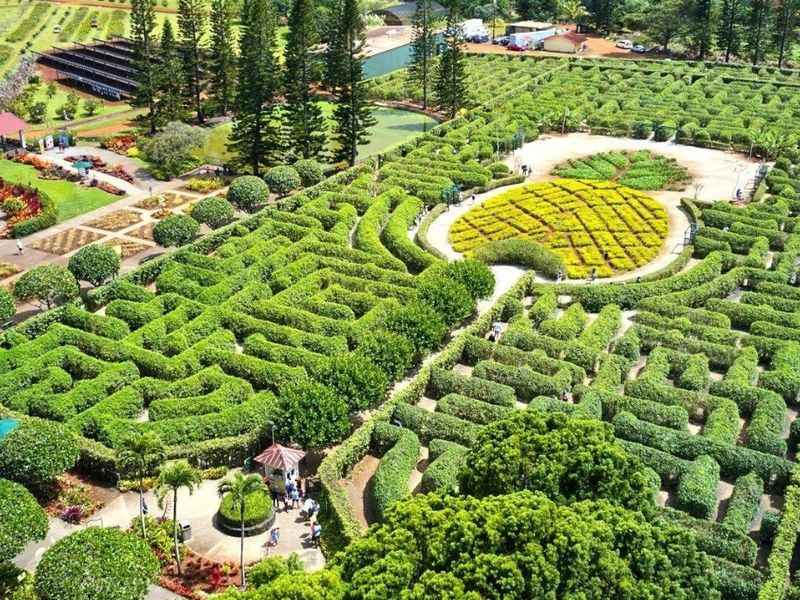 Dole Plantation's Pineapple Garden Maze