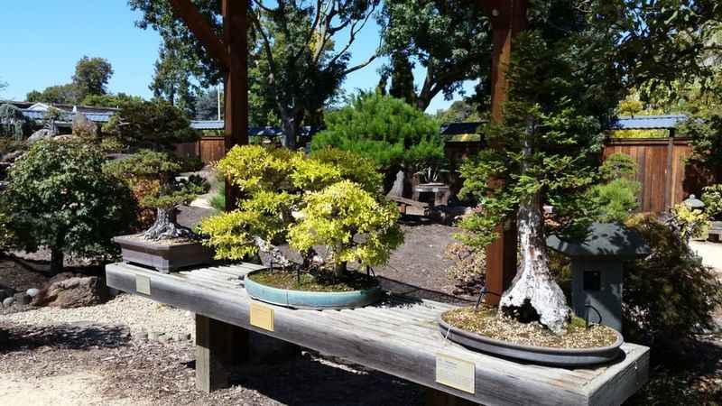 there are many bonsais on a bench in a garden