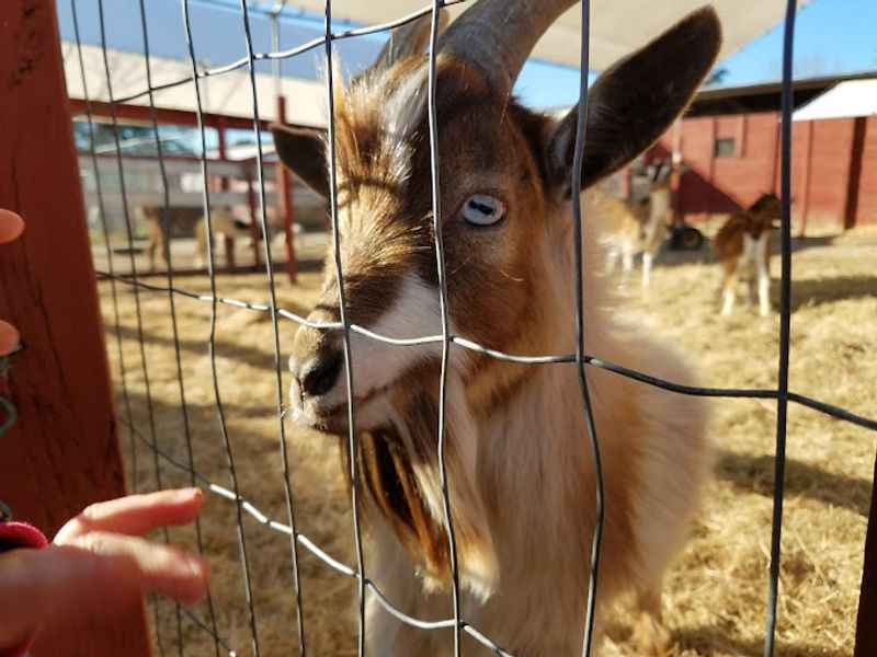 Petting Zoo Ocala