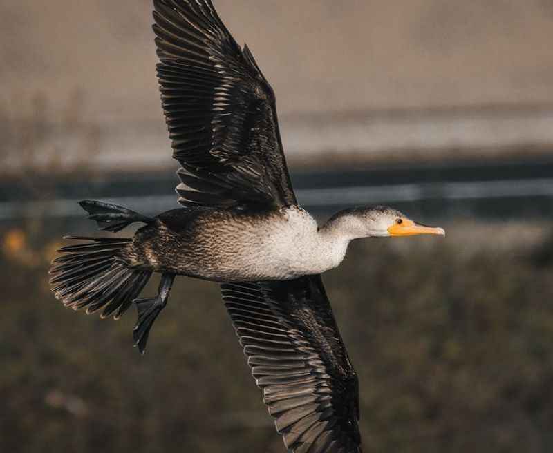 Birdwatching at the Bolsa Chica Ecological Reserve