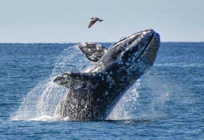 Whale Watching at Dana Point Harbor