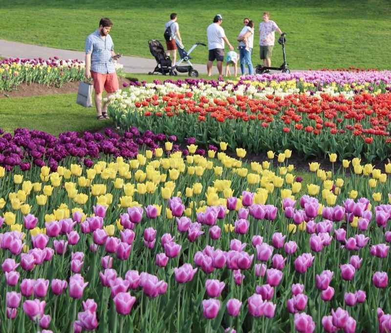 Canadian Tulip Festival