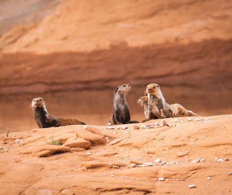 a group of otters in Glen Canyon