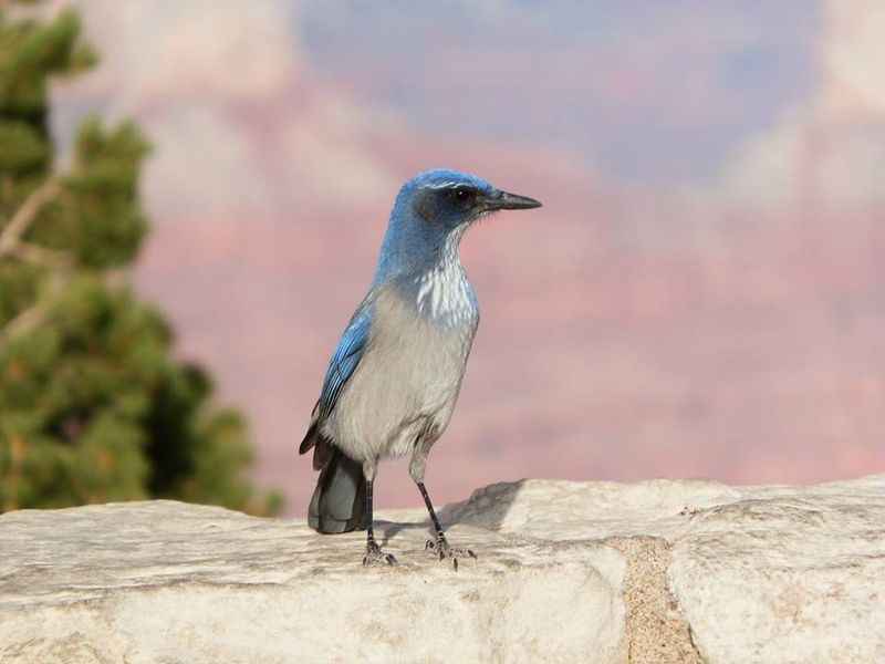 Blue colored head of the bird on the rock