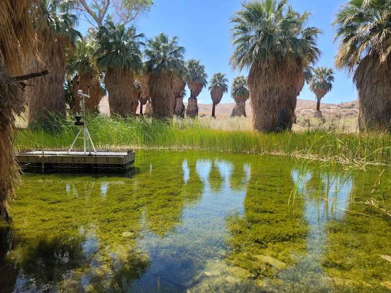 Thousand Palms Oasis