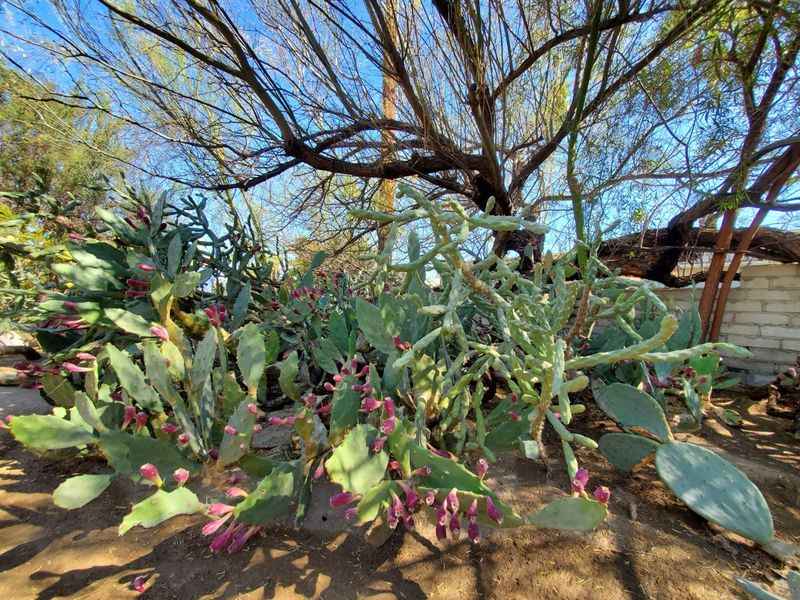 Moorten Botanical Gardens