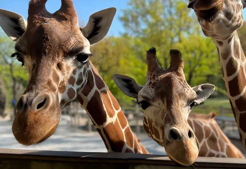 Animals at the Philadelphia Zoo