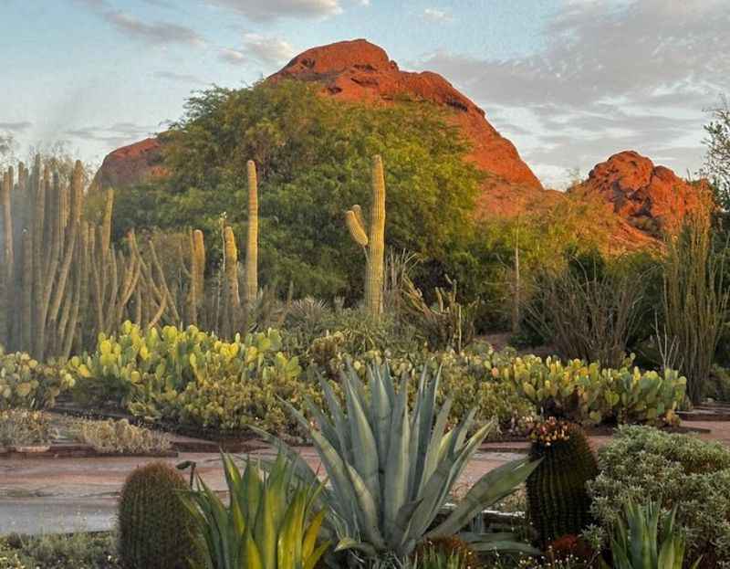 a large cactus garden with many cacturis