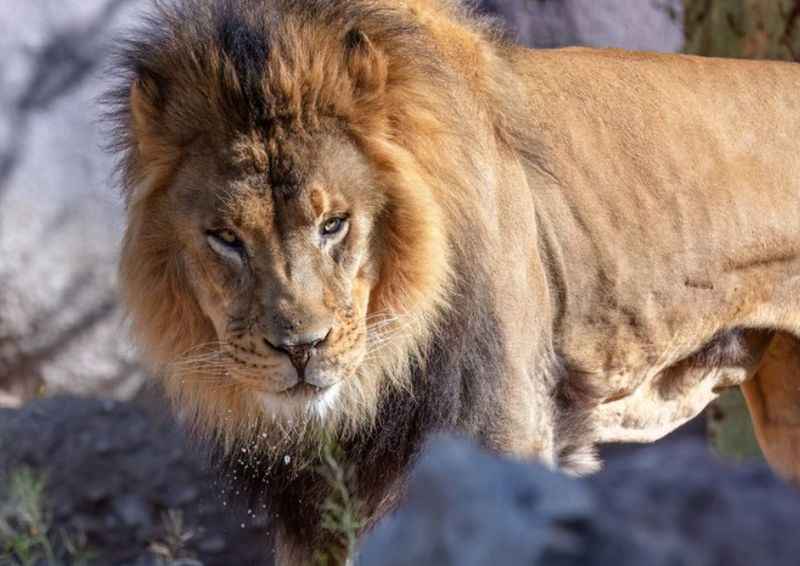 a lion standing in the grass near rocks