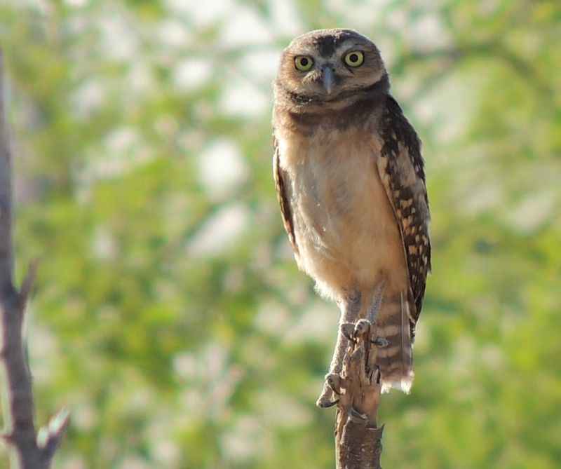 big eyed owl standing on top of the tree