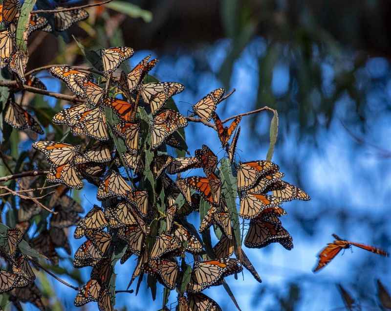 Pismo State Beach Monarch Butterfly Grove