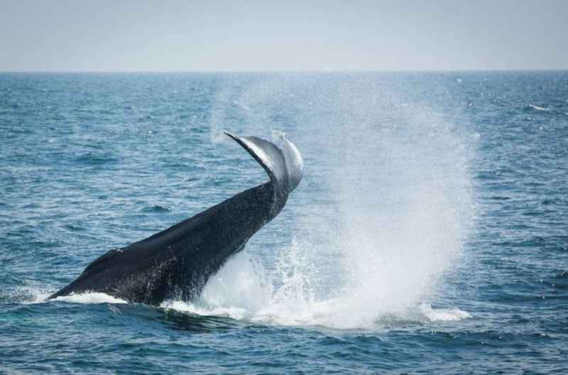 a whale breaching out of the water