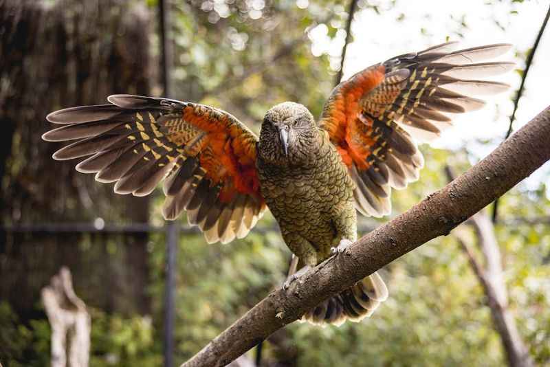 Kiwi Birdlife Park