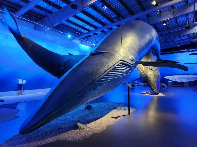 Whales of Iceland Museum