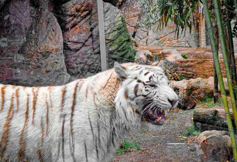 Bioparco Zoo, Rome