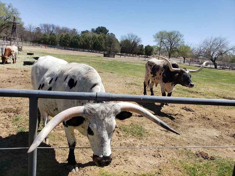 Texas Longhorn Cattle