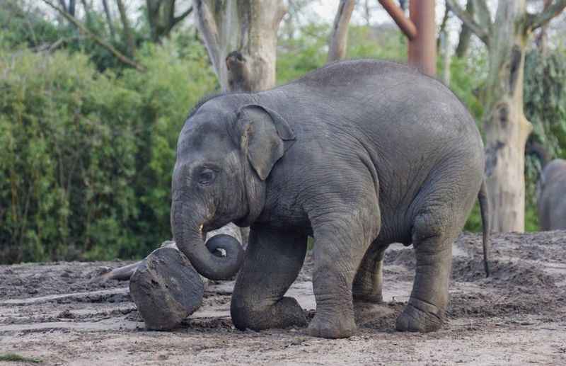 Rotterdam Zoo