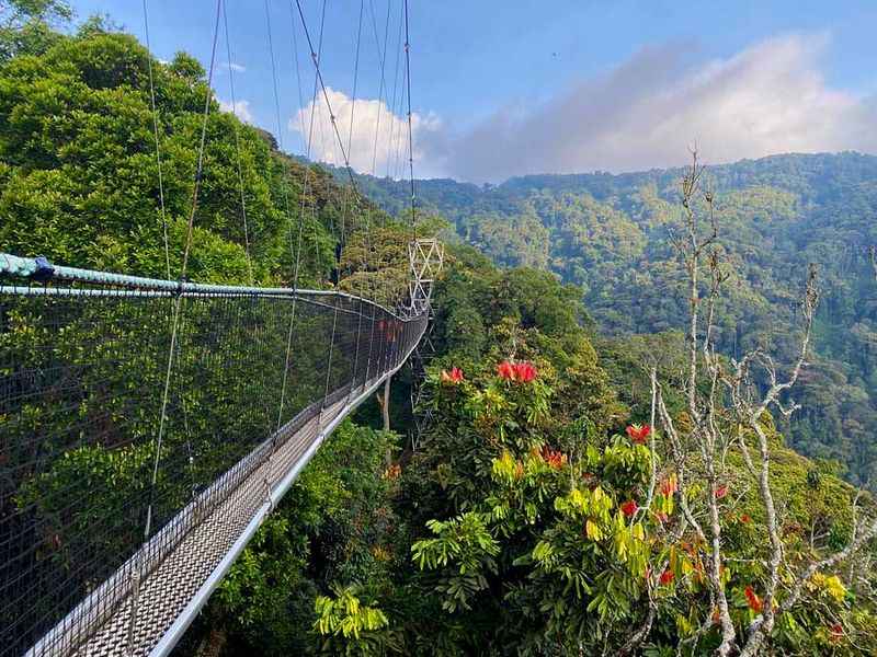 Nyungwe Forest National Park