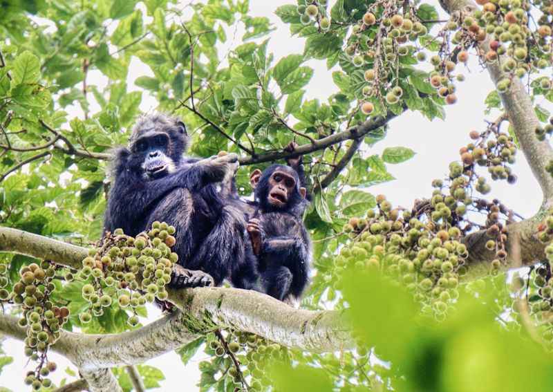 Chimpanzee Trekking in Nyungwe National Park