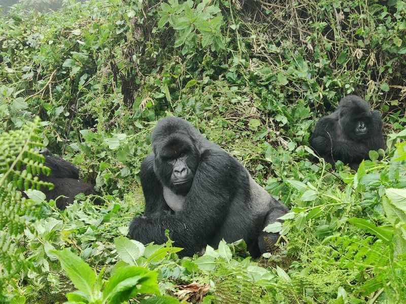 Gorilla Trekking in Volcanoes National Park