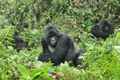 Gorilla Trekking in Volcanoes National Park