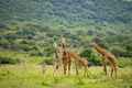 Akagera National Park