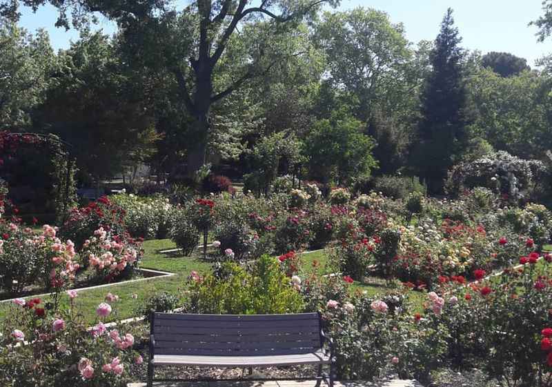 Rose Garden