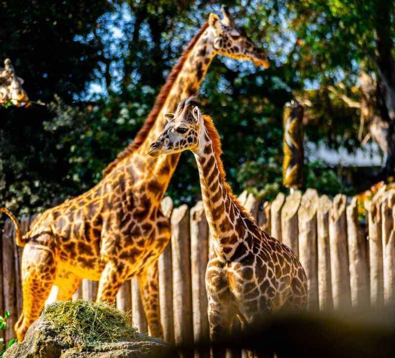 Giraffes at the Sacramento Zoo